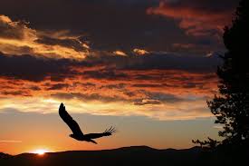 Sunset Birds Flying In The Sky Painting Eagle At Sunset By Shane Bechler In 2020 Eagle Pictures Eagle Painting Sunset Silhouette