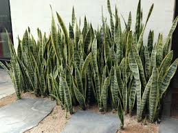 Pin On Gardening