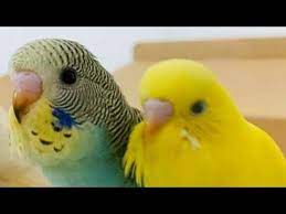 muhabbet kusu nun yanina cennet papagani biraktik youtube papagan muhabbet kuslari kusu