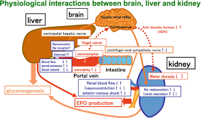 The stomach forms part of the gastrointestinal tract between the esophagus and the duodenum (the first section of the small intestine). Physiological And Pathological Interactions Between Liver And Kidney Springerlink