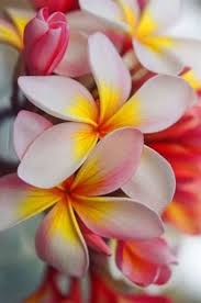 Pin Von Elizabeth Yap Auf Deine Gefallt Mir Angaben Bei Pinterest Tropische Blumen Exotische Blumen Schone Blumen