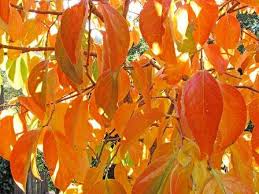 Fuyu persimmons have a squat and rounded shape and are capped with an indented leaf. Hana Fuyu Persimmon Tree Ison S Nursery Vineyard