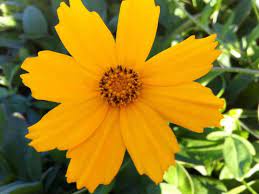 Coreopsis Auriculata Elfin Gold World Of Flowering Plants Coreopsis Flower Planting Flowers Flower Garden