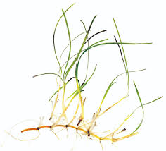 Image result for Zosteraceae