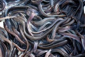 Information and translations of civelle in the most comprehensive dictionary definitions resource on the web. Toulouse Voici De Quelle Matiere Grouillante Et Hors De Prix Le Passager Avait Rempli Sa Valise Actu Toulouse