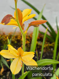 Image result for Wachendorfia