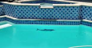 One of those ways is using a pressure washer. Specialty Aquatic Tile Cleaning Calcium Killer Calcium Removal On Pool Tile And Other Outdoor Fixtures Servicing All Of Los Angeles County
