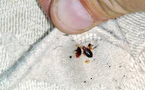 This product contains natural ingredients such as peppermint, coconut extract oil. Bed Bugs Bugging You Destroy Them Free Malaysia Today Fmt