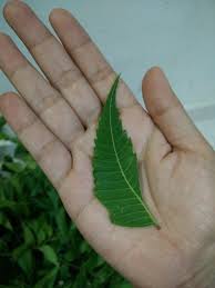 Penyakit campak atau lebih dikenali sebagai demam campak ialah penyakit berjangkit yang disebarkan oleh virus, khususnya paramiksovirus daripada genus morbillivirus, menyerang sistem pernafasan melalui titisan lembapan bersin atau batuk. Merawat Anak Kena Demam Campak Rubeola Measles Campak Halus Campak Sekam Ejen Redoxamin Penang