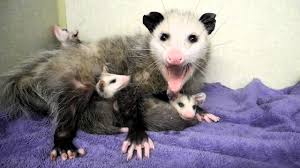 Yes, a opossum would eat a baby animal. Mother Opossum And Babies 2 Baby Possum Baby Animals Opossum