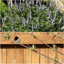 Maybe you would like to learn more about one of these? Neil Sperry Garden Tip Vitex Or Lilac Chaste Tree Vitex Agnus Castus People Are Asking If This Has Survived The February 16 Low Temperatures I Believe They Will Most References Show It To