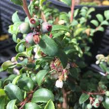 Image result for Vaccinium madagascariense