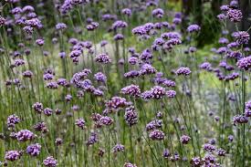 The next week it was back to its showy self. How To Grow Verbena Bonariensis Bbc Gardeners World Magazine