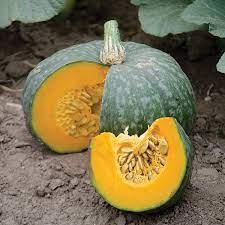 Check out our kabocha squash seeds selection for the very best in unique or custom, handmade pieces from our outdoor & gardening shops. Geisha F1 Hybrid Kabocha Winter Squash Seeds Ne Seed