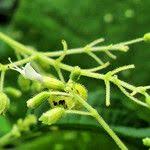 Image result for Hoslundia