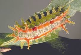 Image result for Ixora longipedunculata