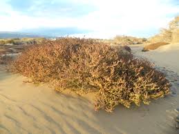 Image result for Suaeda vermiculata