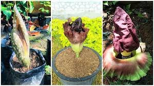 Nah, berikut beberapa tempat wisata menark yang ada di inggris. Kebun Raya Balikpapan Ada Flora Ala Hutan Lindung Sungai Wain Kalimantan Timur Setahun Sekali Saja Tribun Kaltim