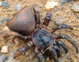 We did not find results for: Animals Animals Animals Cyclocosmia Or Trap Door Spider Cyclocosmia