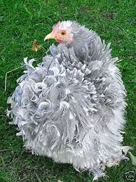 Large fowl and bantam varieties. Lavender Pekin Bantam Growers Witham Essex Pets4homes Fancy Chickens Beautiful Chickens Pet Chickens