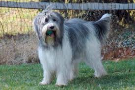 Believe it or not, there are many easy and cute braids for short hair! Briard Dog Breed Information