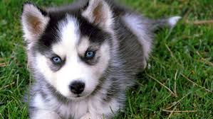 Simple and effective ways to make your siberian husky happy, healthy, and obedient. Teacup Cute Husky Puppies