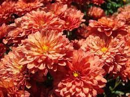 Salmon Chrysanthemum Flower Seeds 50 Stratisfied Seeds Http Www Amazon Com Dp B00at3xk50 Chrysanthemum Flower Seeds Cats And Cucumbers Flea Shampoo For Cats