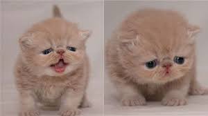 Gambar anak kucing yang paling comel di dunia. 7 Gambar Kucing Sedih Yang Buatkan Anda Turut Sedih Comel Sangat Majalah Harian
