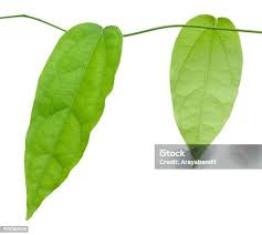 Image result for Tiliacora