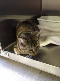 Timeline Photos Winging Cat Rescue Cat Rescue Cat Adoption Rescue