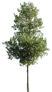 Image result for Populus ×  canescens