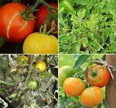 How to diagnose and control most common tomato plant diseases. Tomato Pests And Diseases Symptoms Control Agri Farming