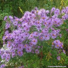 New England Aster Seeds Wildflower Garden Outdoor Flowers Flower Garden