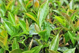 Taiwan Four Seasons Of Spring Oolong Tea