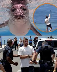 A tourist who drew widespread condemnation in Hawaii after a witness  recorded him chucking a coconut-sized rock at “Lani,” a beloved, endangered  Hawaiian monk seal, was arrested Wednesday by federal agents.