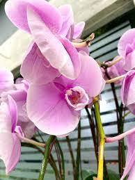 as an unrest life garden 花園 world of phalaenopsis ulu yam 胡姬花園in 2020 phalaenopsis flowers plants