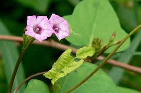Image result for Ipomoea plebeia