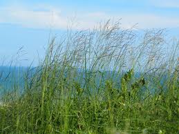 Image result for Arundinella