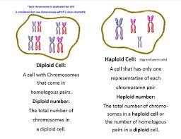 Learn how the dna molecules divide during the process of cell division called mitosis. Genetics Exam Mitotic Division Questions Flashcards Quizlet