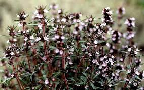 Image result for Satureja