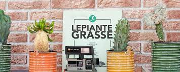 Pianta grassa con fiori gialli a grappolo / esposizione a. Piante Grasse Sai Proprio Tutto Su Di Loro Flobflower