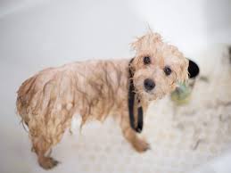 Start at your dog's head and run your hands over your dog's body, using your fingers as a comb. Shampoo For Dogs Keep Your Pet S Coat Clean And Healthy Most Searched Products Times Of India