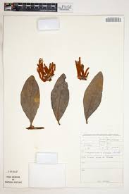Image result for Phragmanthera usuiensis