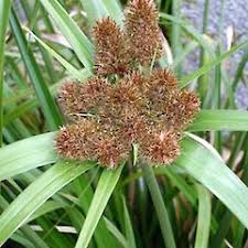 Image result for Cyperus kirkii