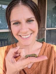 Any tips for first-time monarch butterfly raisers?