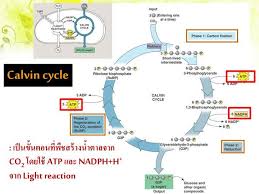 Photosynthesis In 2020 Photosynthesis Light Reaction Middle School Science Experiments