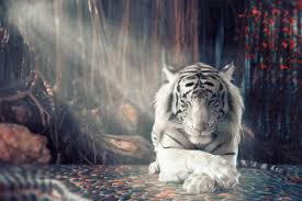 Such an ugly duckling among the tigers can be born of a completely normal orange and black tiger family. 1366x768 White Tiger Dreamy 1366x768 Resolution Hd 4k Wallpapers Images Backgrounds Photos And Pictures