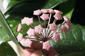 Image result for hoya plant flower