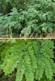 Image result for Calpurnia aurea