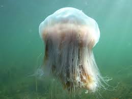 image of largest jellyfish known the largest known species of the lion s mane jellyfish had a om lion s mane jellyfish lion mane jellyfish